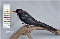 小卷尾藏品圖，第1張